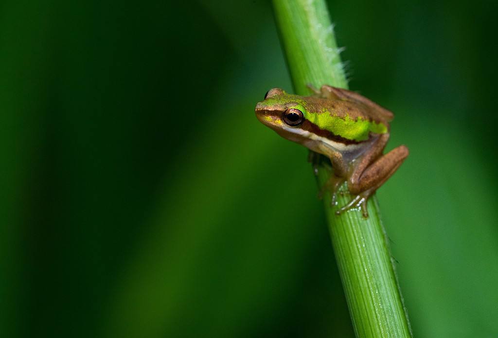 eat that frog