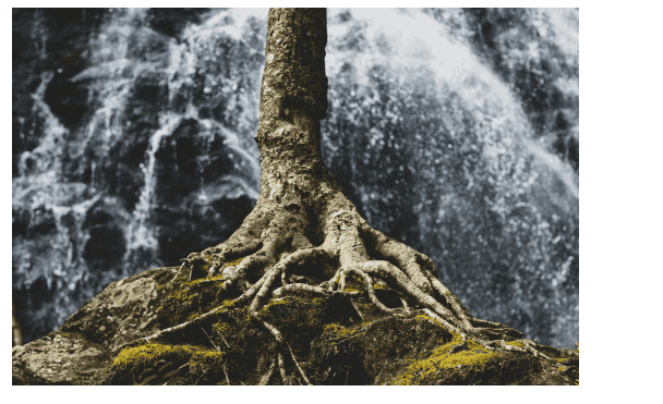 tree roots thriving in front of a powerful waterfall.